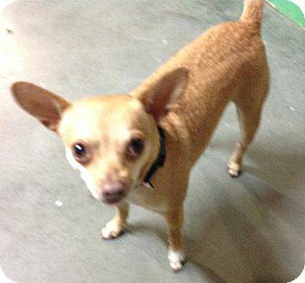 Adoptable Male Chihuahua (RedGoldOrange) Jimmy (Treasure Valley)