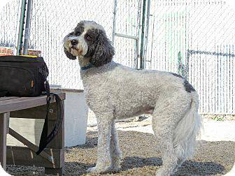 Adoptable Male Labradoodle (White with Black) Rocky (Treasure Valley)