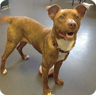 Adoptable Male Pit Bull (TanGoldenWhite) Lennie (Treasure Valley)