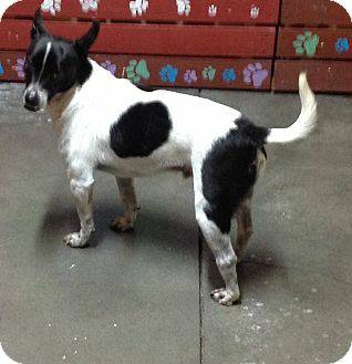 Adoptable Male Rat Terrier Mix (White with Black) Johnny (Treasure Valley)