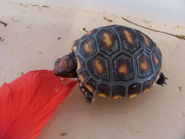 Adopting Tortoises and select water turtles (NWA)