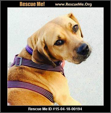 Adorable 12 lab, 12 beagle mix. 2 yr old female. 40 lbs. (Washington Park)