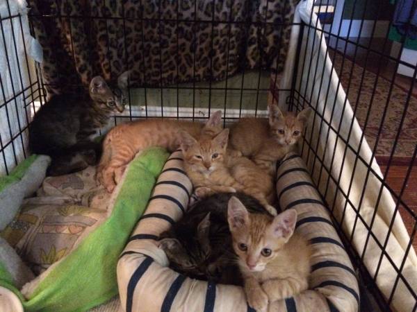 Adorable 12 wk old kittens (Metairie, LA)