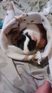 adorable baby guinea pigs (hyattsville)