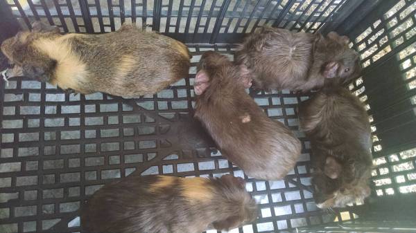 ADORABLE BABY guinea pigs Shelties, Teddys, amp short hair available (Lake Wales)