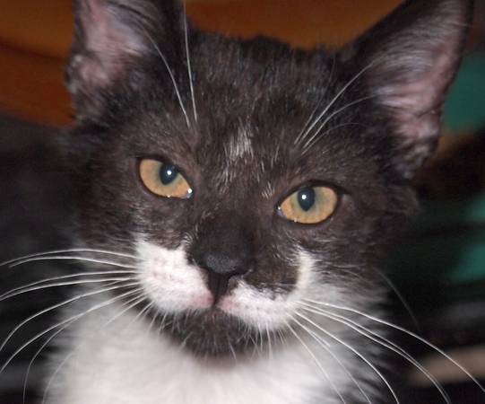 Adorable Black amp White Lap Kitten for Adopting with Kitten Friend (Metairie)