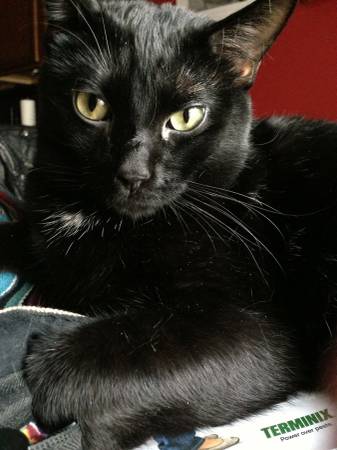 Adorable black cat free to good home (Ballwin)