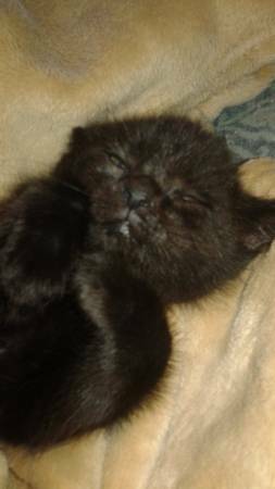 Adorable black kitten (7weeks) (bensonhurst brooklyn)