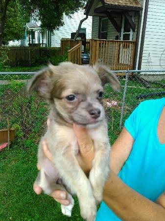 Adorable Chihuahua Puppies for sale (1)