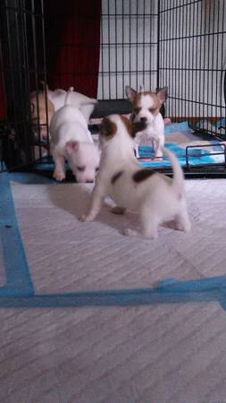 Adorable Chihuahuas Ready For A New Home (Gwinnett)