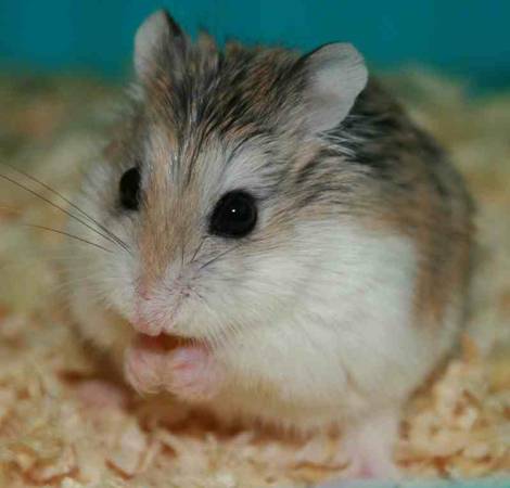 Adorable Dwarf Hamster (Oak Creek)