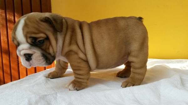 ADORABLE ENGLISH BULLDOG