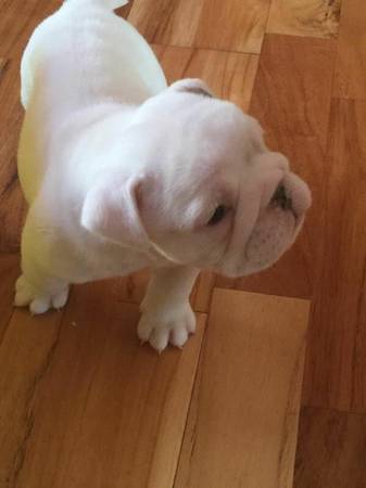 ADORABLE  English Bulldog