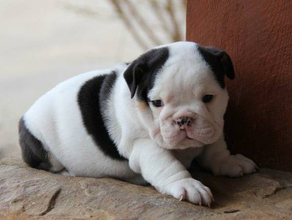 Adorable English Bulldogs