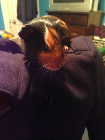 Adorable Female Guinea Pigs Light Brown and a Multi