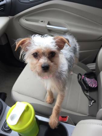 Adorable Female Yorkie (Frisco)