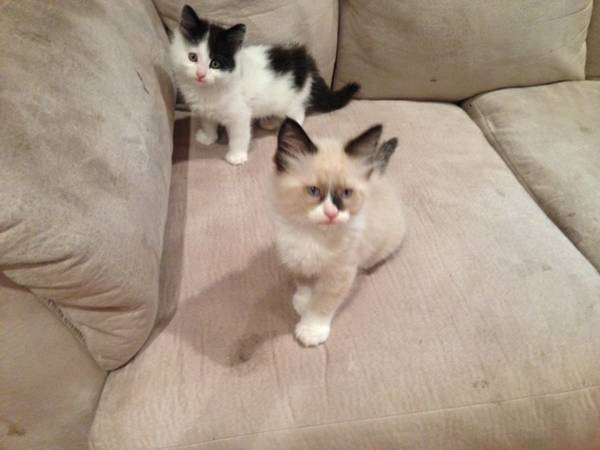 Adorable Kittens (Palmer)
