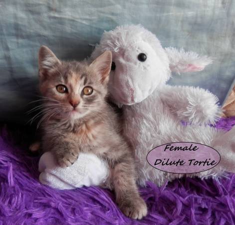 Adorable Kittens part Maine Coon or  part Angora (Sullivan)