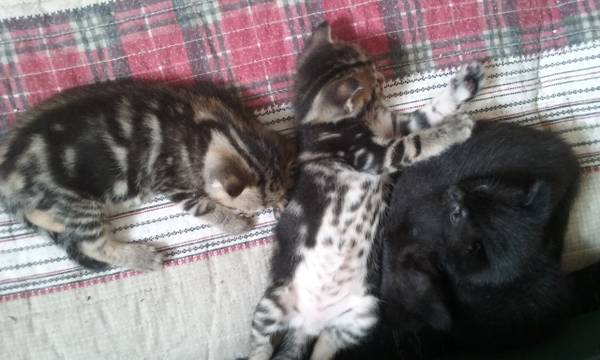 Adorable kittens with unbelievable markings (Providence RI)