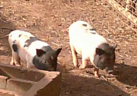 Adorable Mini Potbelly piglets
