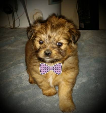 Adorable Morkie (MalteseYorkie)Pups (southern highlands)