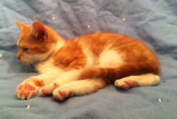 Adorable Orange kitten (Farmington, CT)