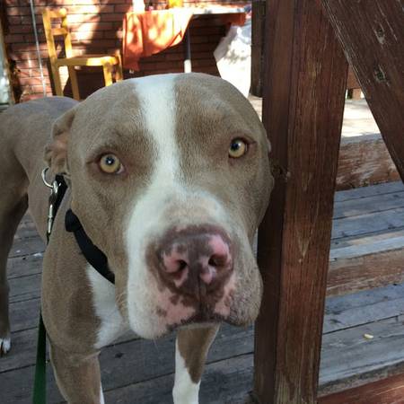 Adorable pit bull mix for adoption