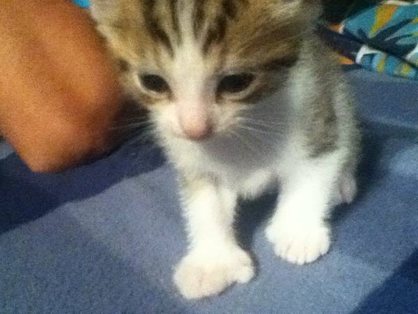 Adorable polydactyl male kitten