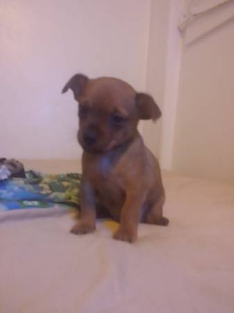 Adorable Pomeranian mix Puppies Only 2 left (Haleiwa)