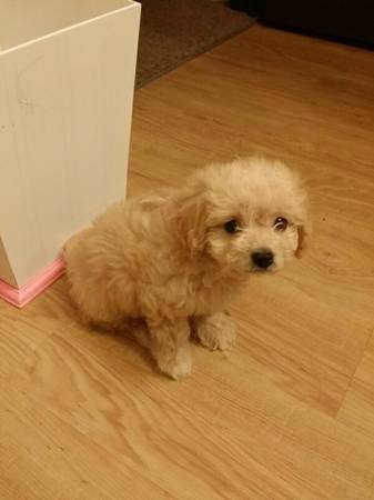 adorable puppy needs new home asap (Lebanon)