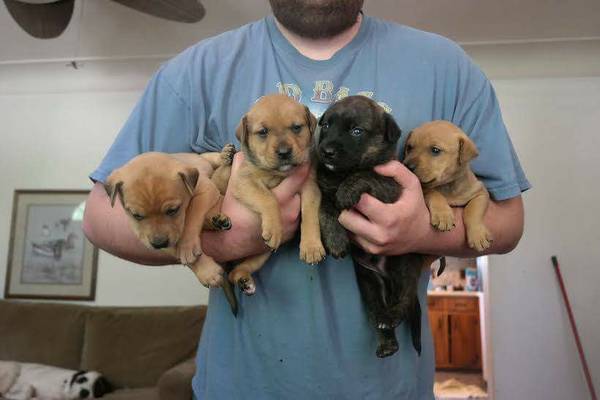 Adorable Pups (Granite City, IL)