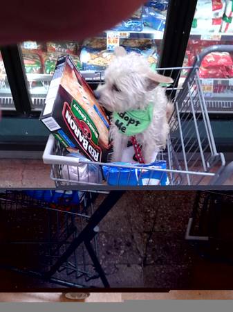 ADORABLE SCHNAUZER CAIRN TERRIER MIX (13TH. AVE. amp HIGH ST.)