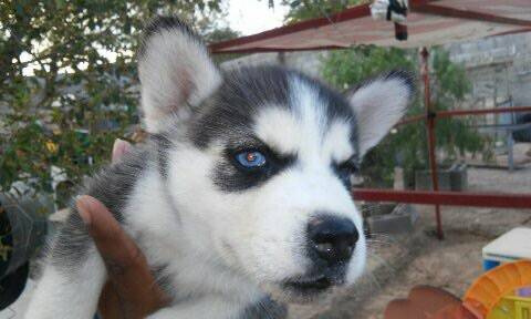 Adorable Siberian Husky (Denver)