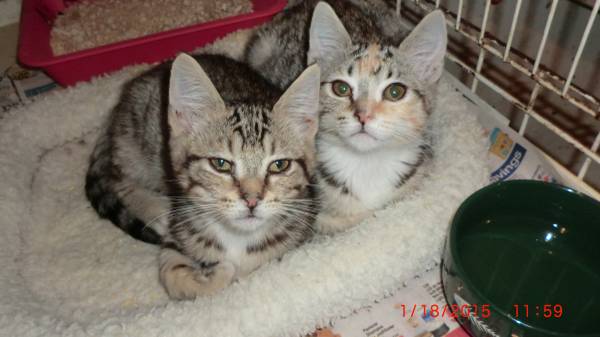 Adorable sibling kittens for adoption (west la)