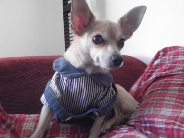 Adorable Tan Chihuahua For Rehoming (Henrico Richmond)