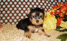 Adorable Tea Cup Purebred Yorkies call or live a text at (819) 415