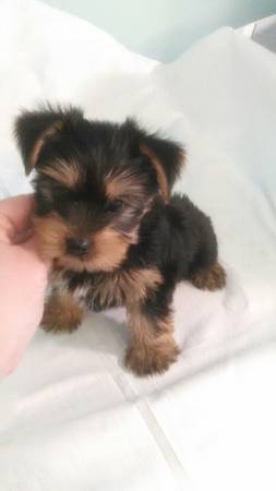 Adorable Teacup Yorkie baby (chesnee)