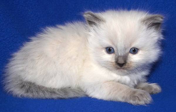 Adorable TICA ragdoll kittens reserving now