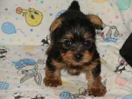 adorable Yorkie for rehoming