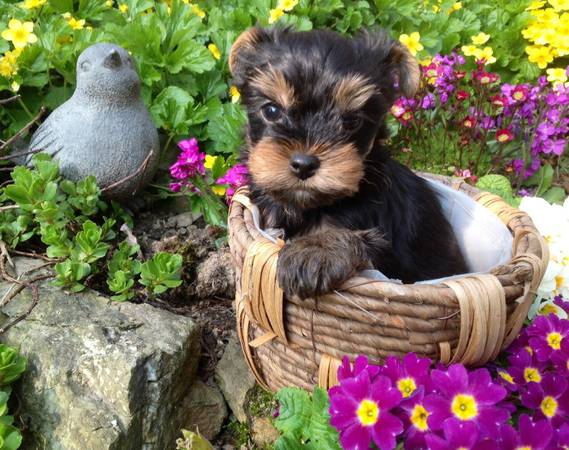 adorable Yorkie for rehoming (Omaha)