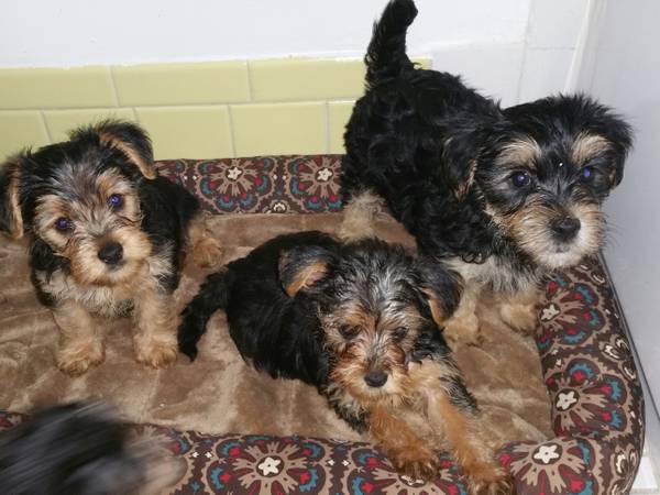 adorable yorkie puppies (can deliver if needed)