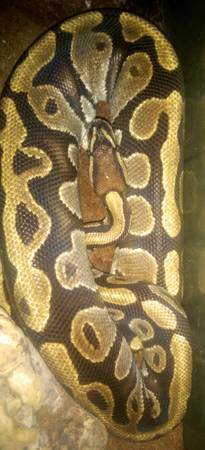 Adult ball python