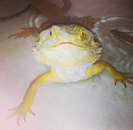 Adult Bearded Dragon For Sale Sunburst Het Hypo