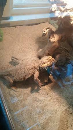 adult bearded dragon (southington)