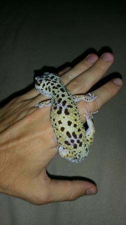 Adult Female Leopard Gecko (Minnetonka)