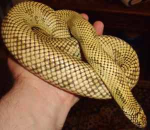 Adult kingsnake (south shore)