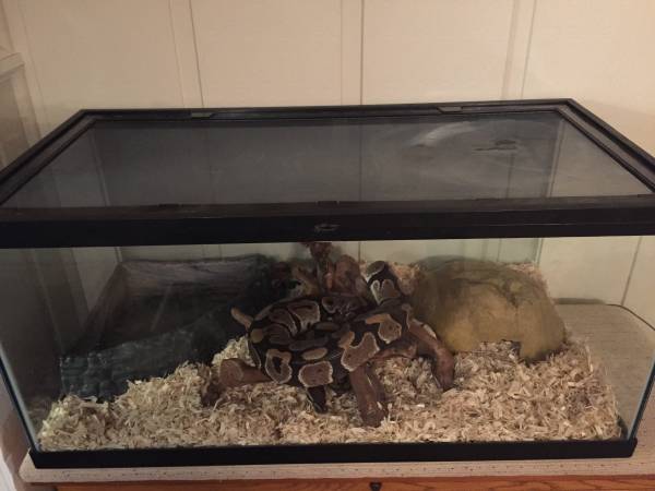 Adult Male Ball Python (Bellevue)