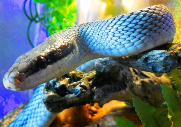 Adult Male Blue Beauty Snake (Chicago)