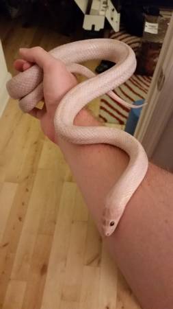 Adult Male Plasma Corn Snake for Sale (Philadelphia)