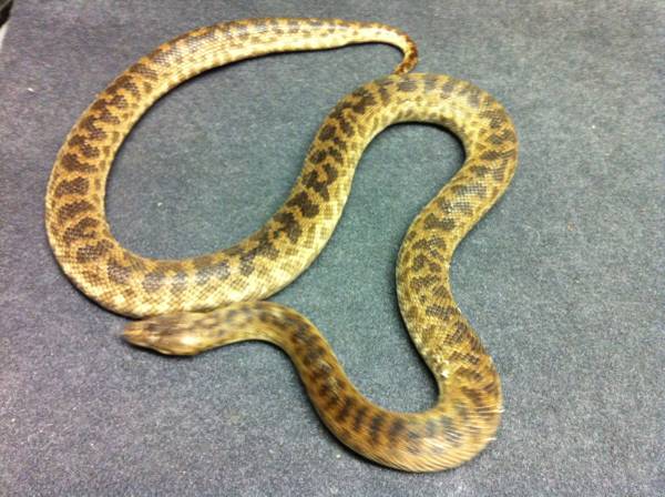 Adult Male Spotted Python (Wickliffe, Ohio)